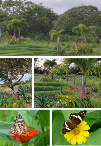 Paisajismo Vetiver